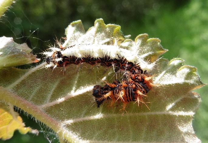 Polygonia c-album: bruco